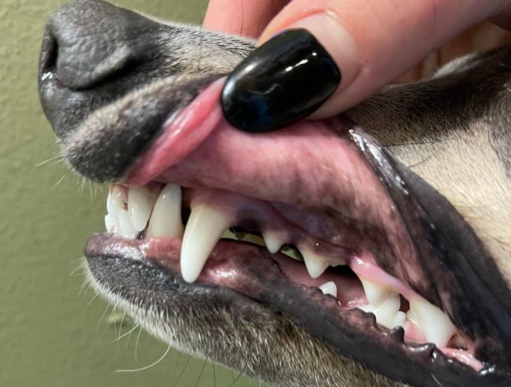 Austin Pet Dentists